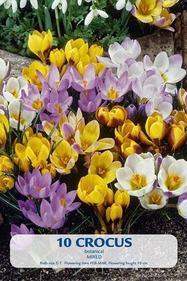 Crocus Botanical Mix 10-pakning